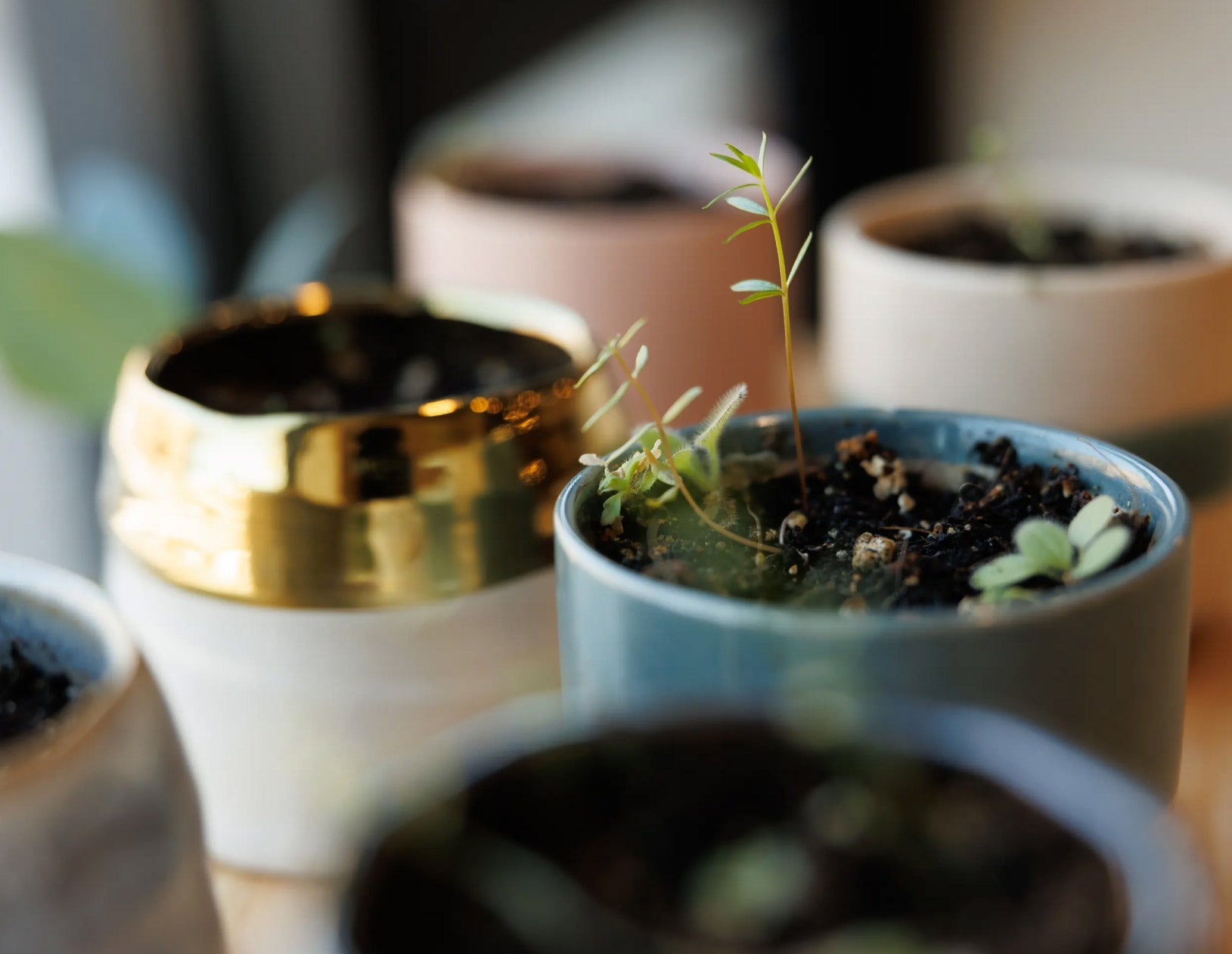 Close-up of potted plants with a blurred background