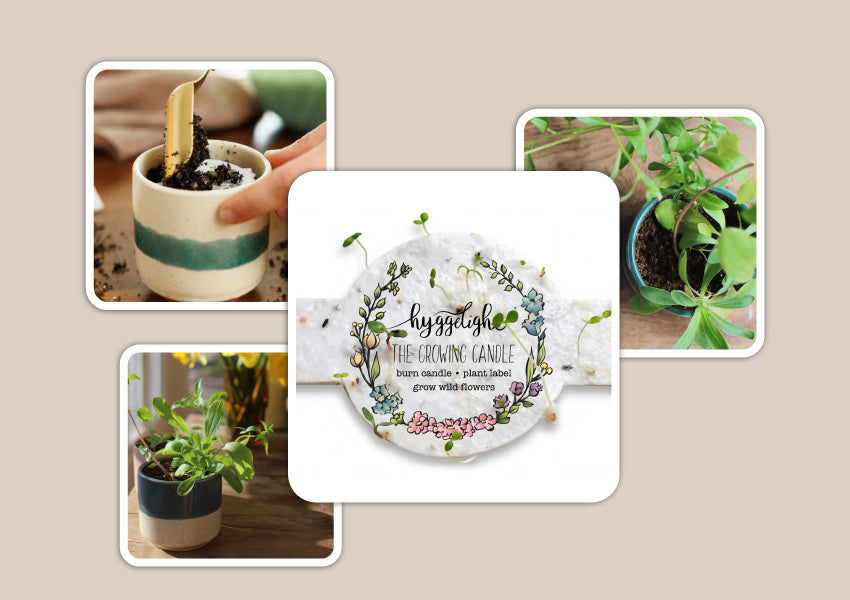 Seed-Label-Collage-Banner