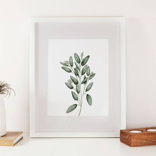 Seeded Eucalyptus Watercolor Print