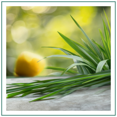 Hyggelight-Retail-Website-Homepage-Banners-Scent-Square-Lemongrass