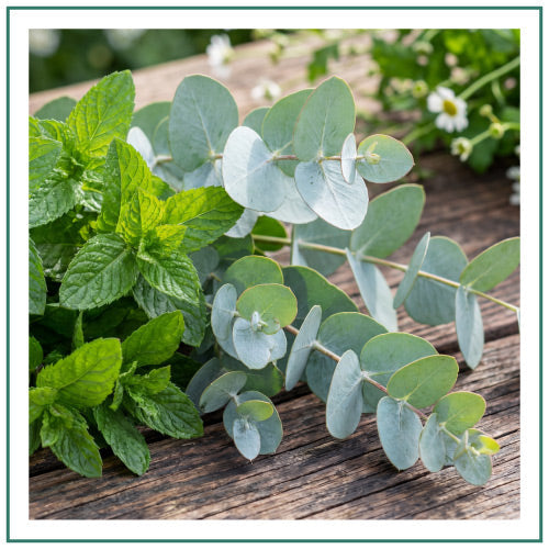 Hyggelight-Retail-Website-Homepage-Banners-Scent-Square-Mint-and-Eucalyptus