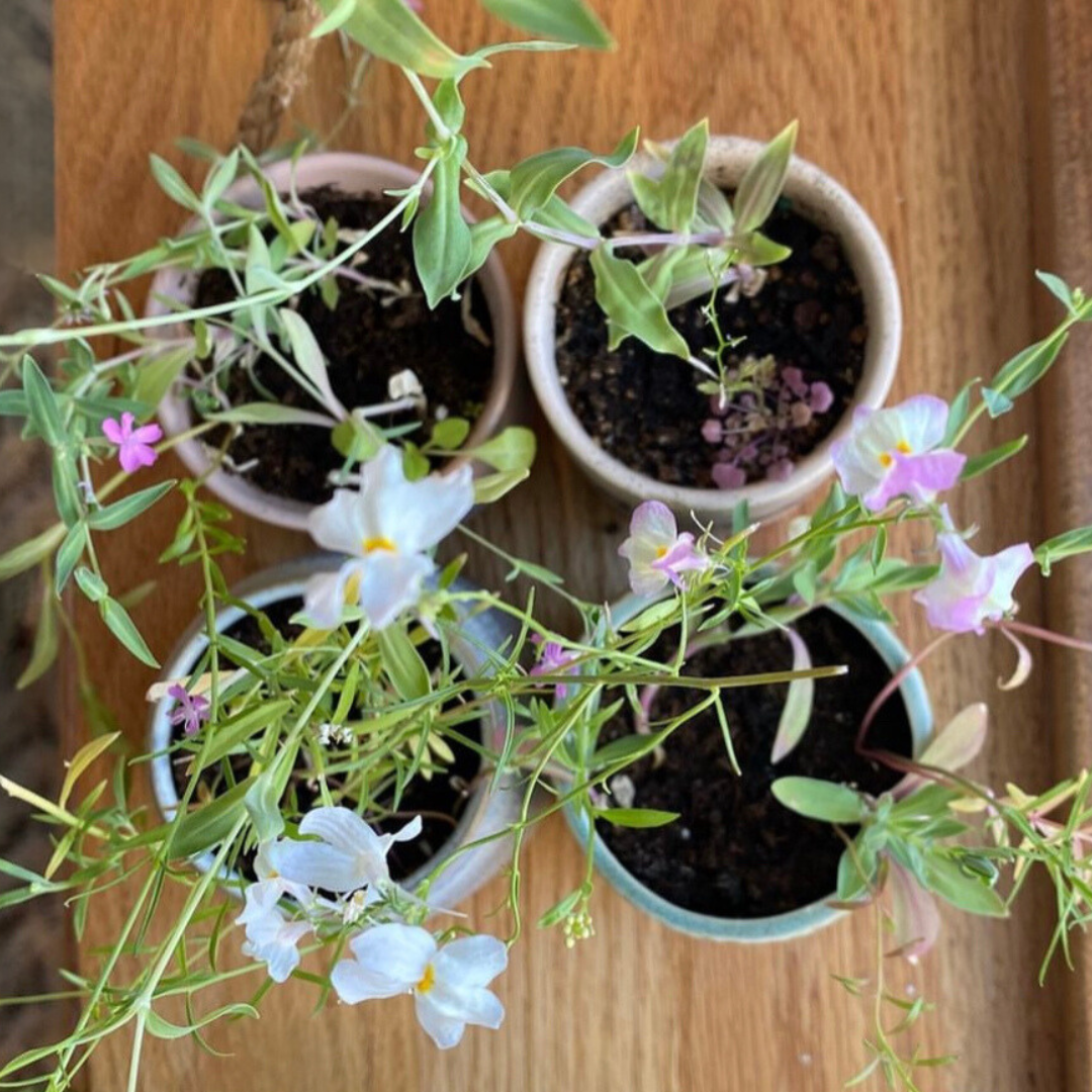 Four potted plants with flowers on a wooden surface